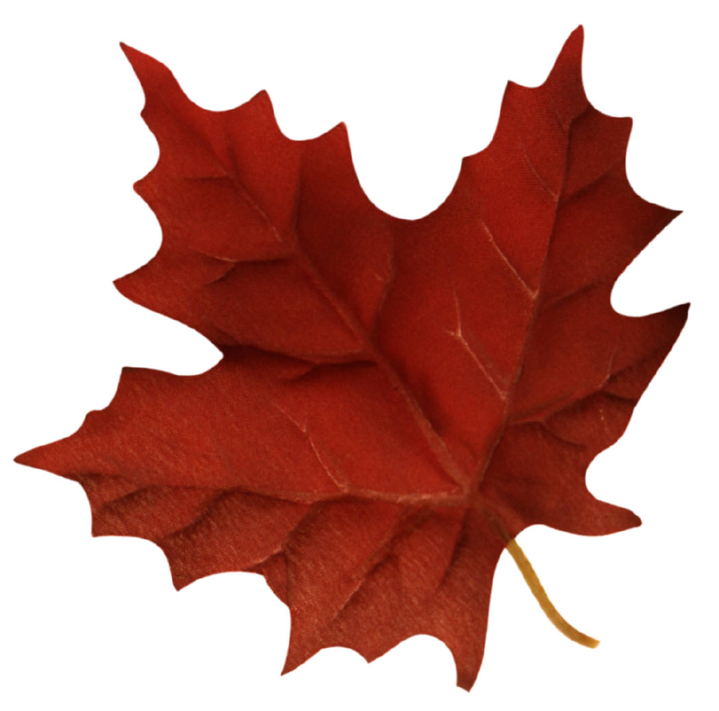 Maple Leaf