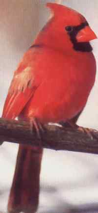 Cardinal rouge