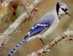Geai bleu