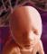 Fetus 6 months 52x60